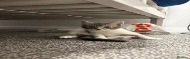 Bengal Kitten 3