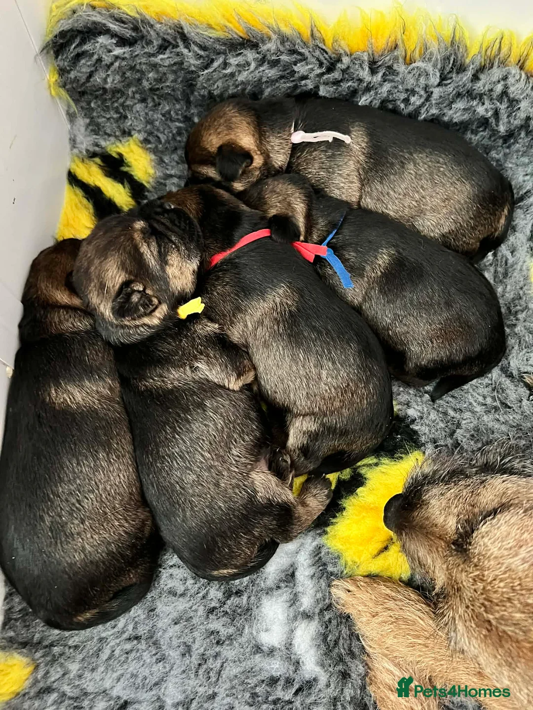 Border Terrier dogs for sale: Superb border terriers - Advert 2