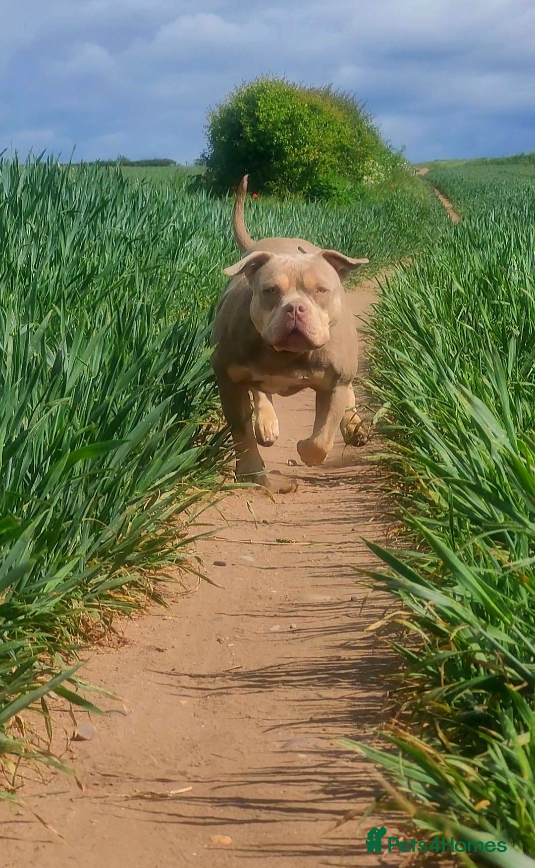 American Bully dogs for sale: Jasmine (Jaz) 3 year old female pocket bully  - Advert 4