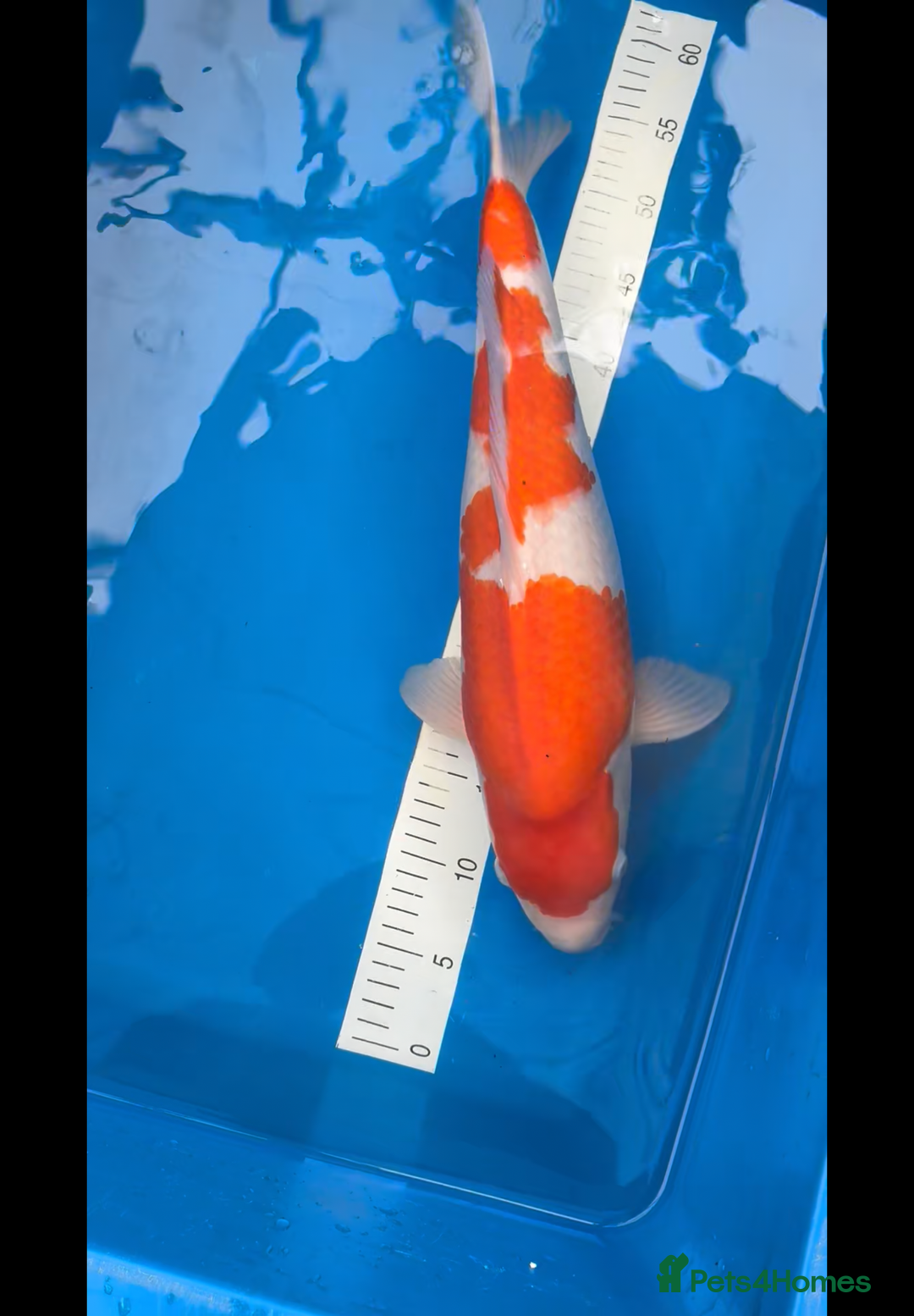 Koi Carp fish for sale: Koi carp  - Image 2
