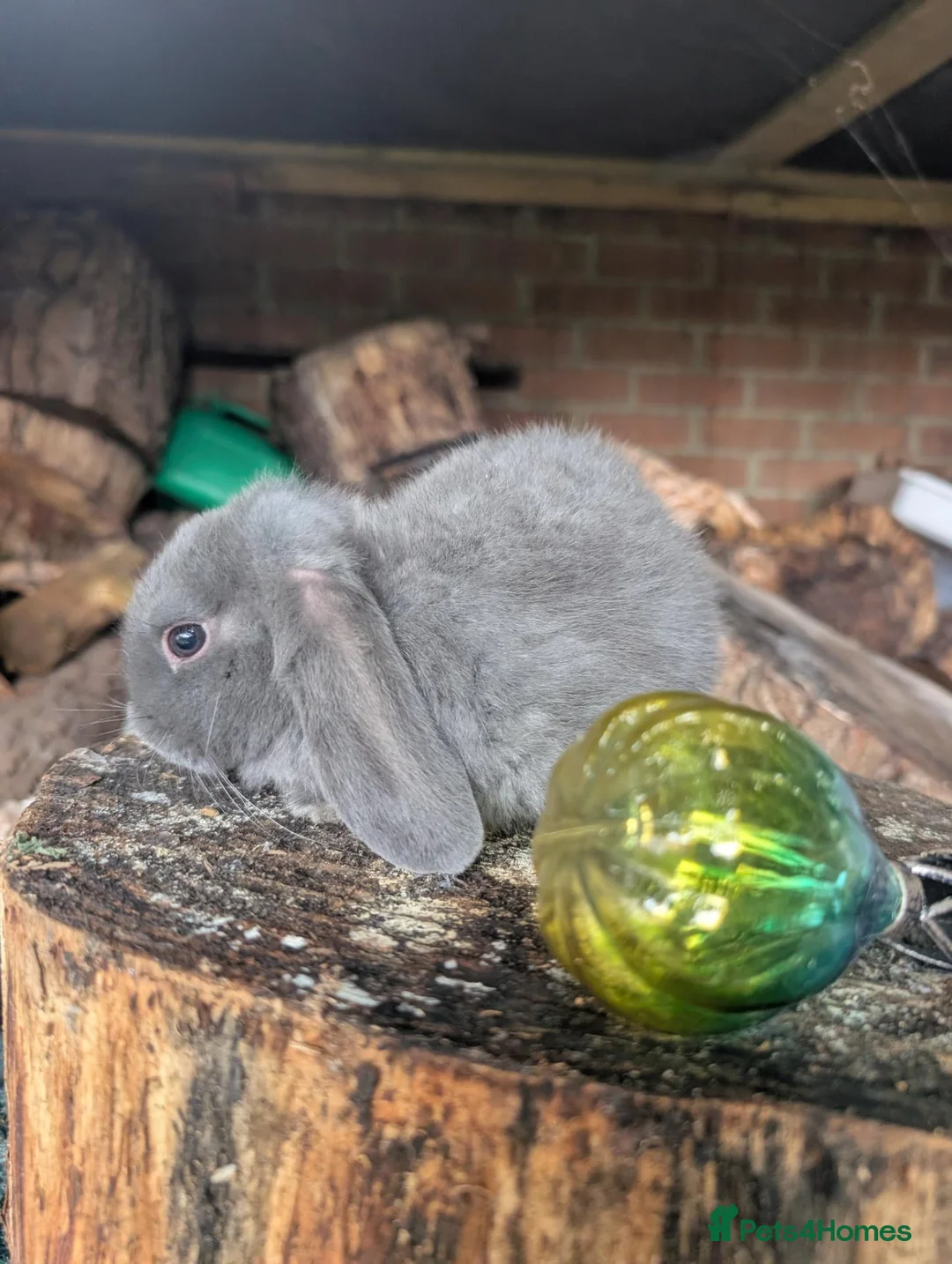 Mini Lop rabbits for sale: Beautiful mini lops  - Advert 1