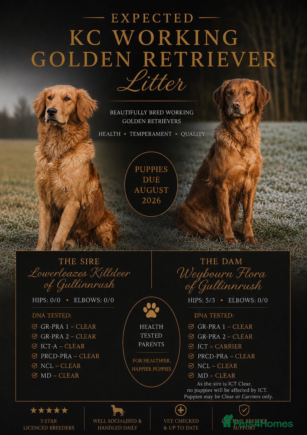 Golden Retriever dogs ✨Expected✨ Exciting, KC working golden retrievers - Advert 1