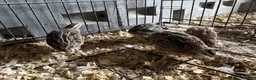 Quail poultry for sale: 4 Cotornix Quail - Advert 4
