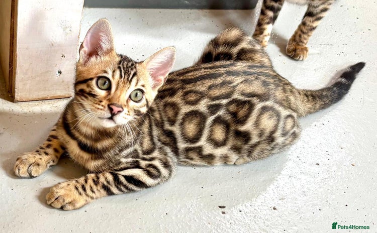 Bengal cats - Advert 7
