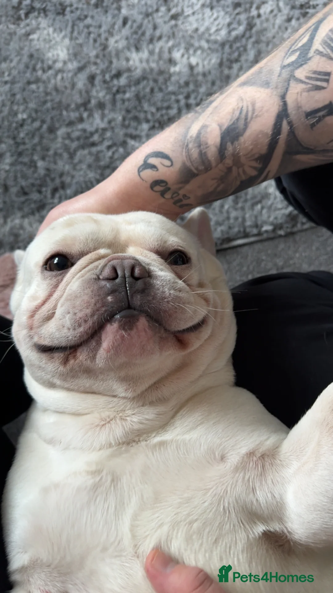 French Bulldog dogs for sale: 3 year old French bulldog needs a forever home  in Ilkeston - Advert 2