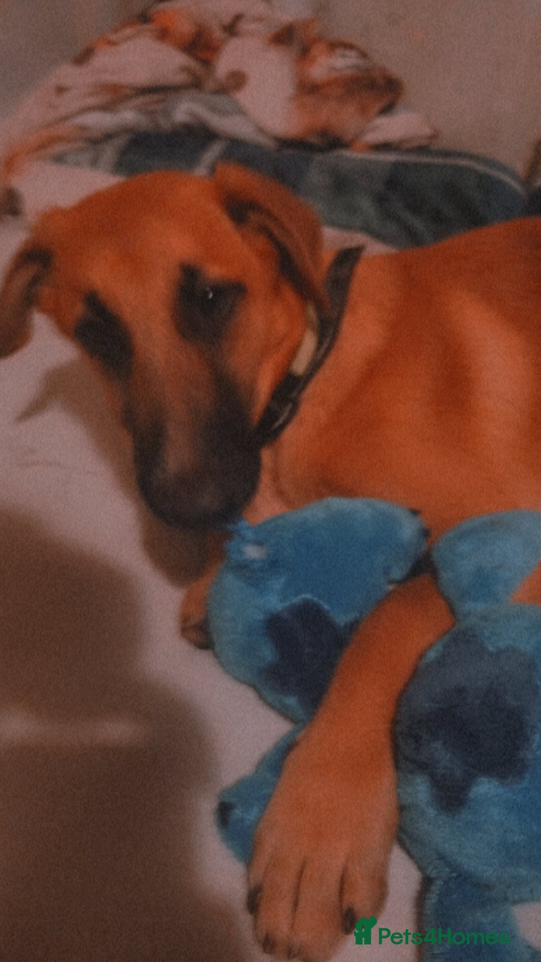 Mixed Breed dogs for sale: Tinkerbell the 18 week old German shepherd/mali - Image 4