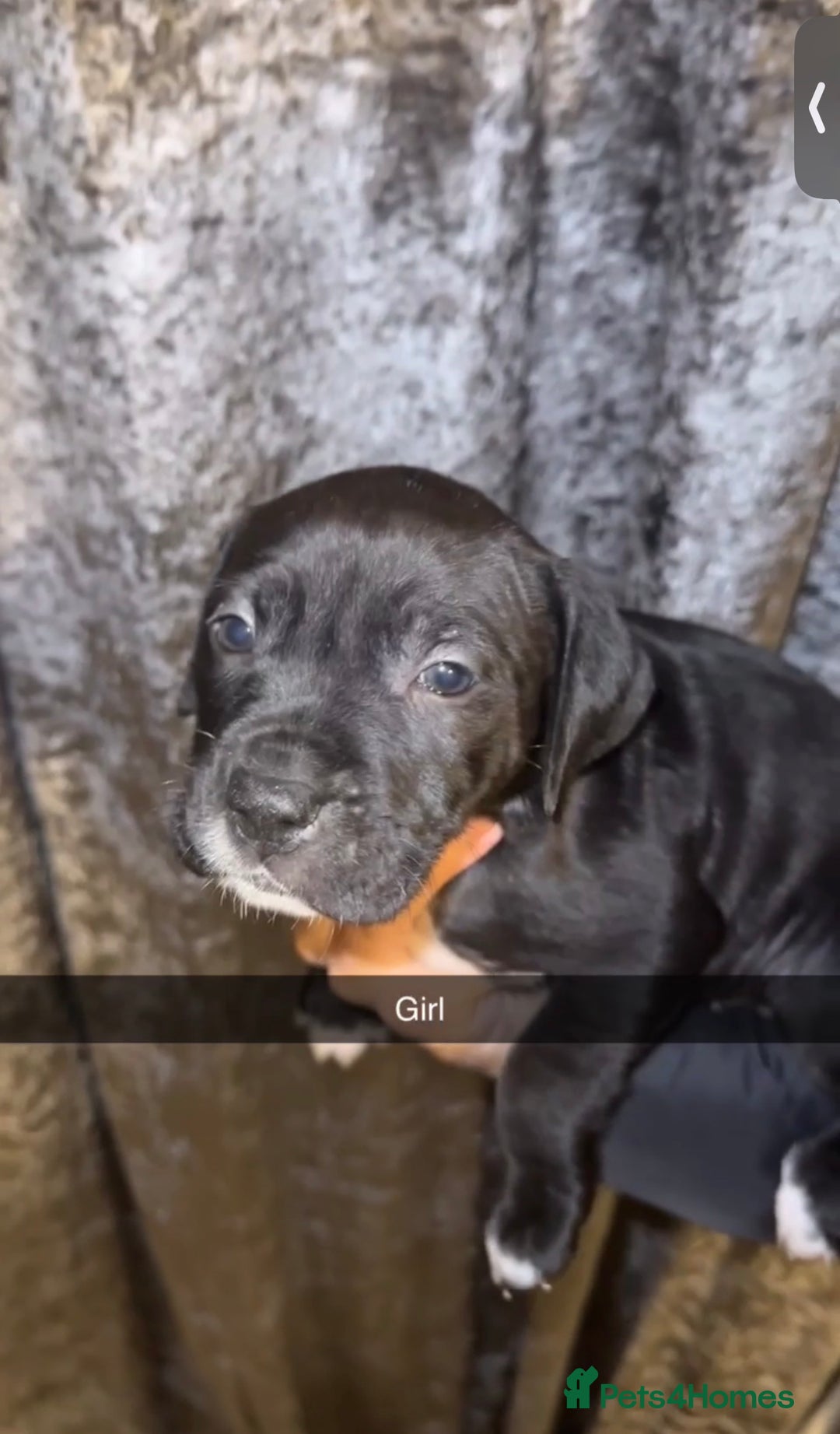 Mixed Breed dogs for sale: 8 beautiful pups for sale  - Image 4