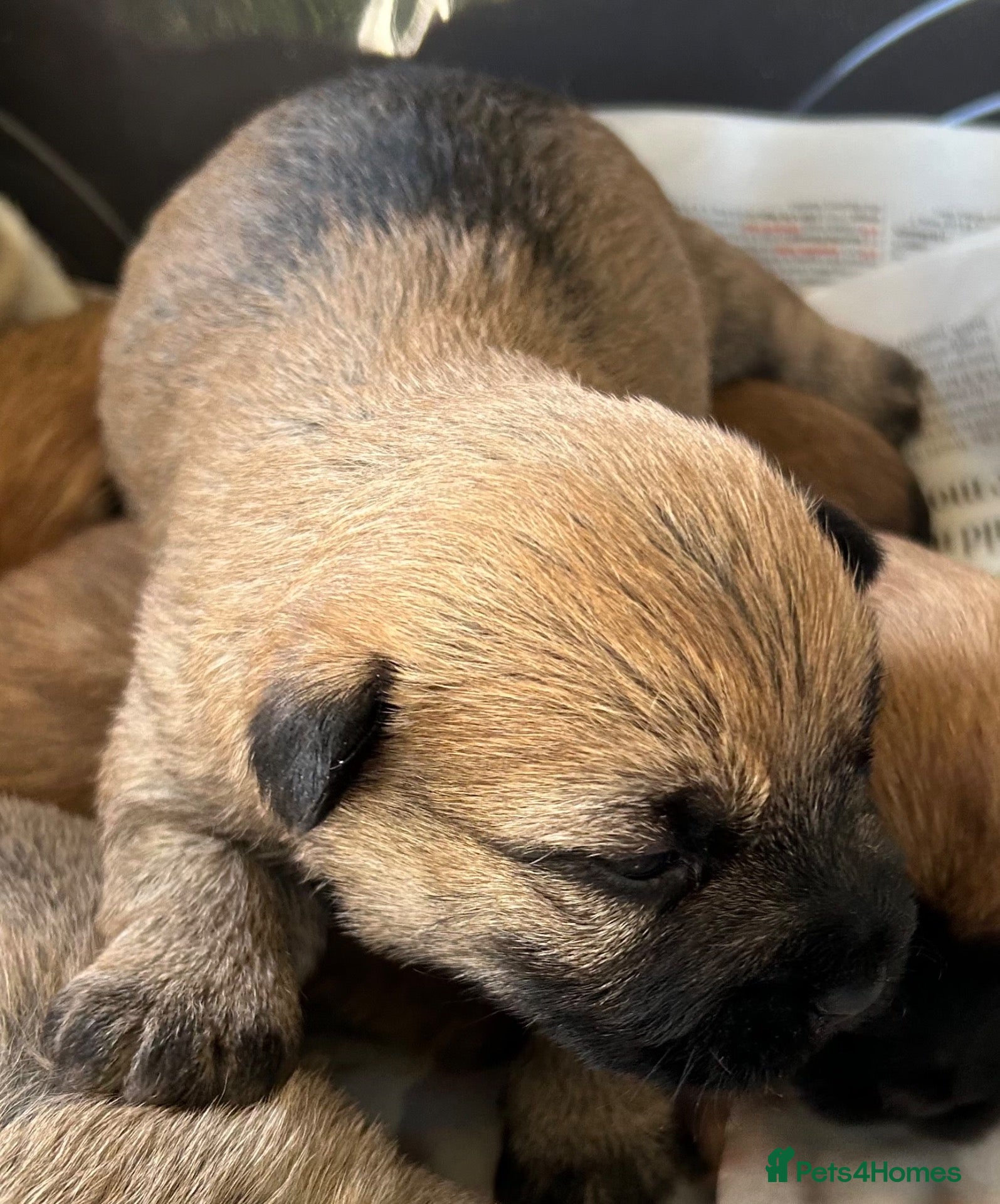 Cairn Terrier dogs Gorgeous Cairn Terrier Puppys - Advert 4