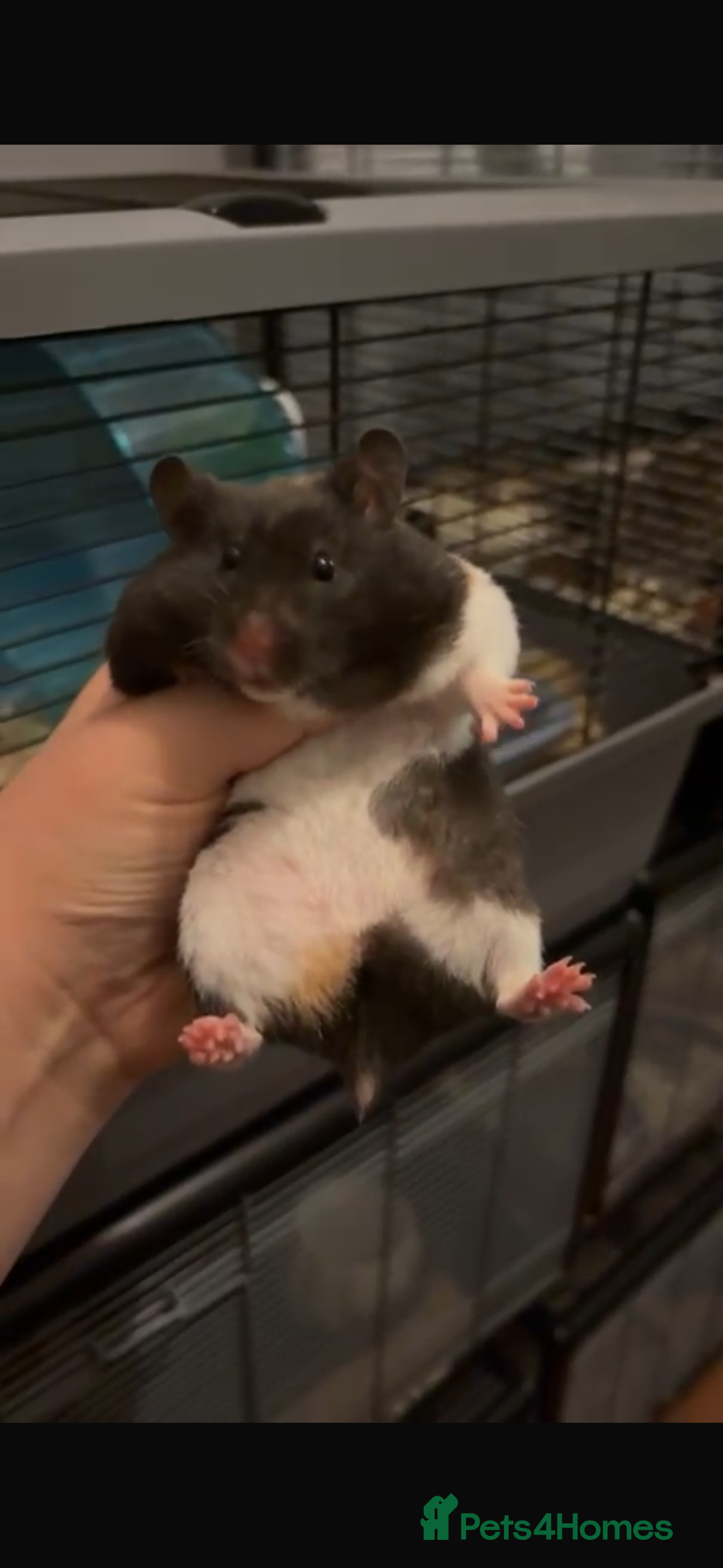 Hamster rodents for sale: Pedigree Syrian hamster waiting list🐹 - Advert 8