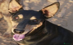 Mixed Breed dogs for adoption: Handsome, affectionate Biscotti-Bexhill, E. Sussex - Image 2