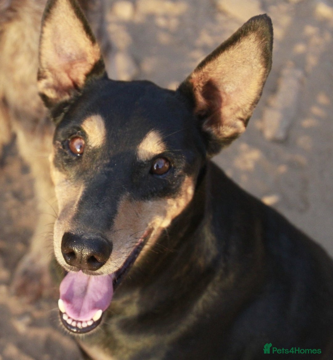 Mixed Breed dogs for adoption: Handsome, affectionate Biscotti-Bexhill, E. Sussex - Image 2