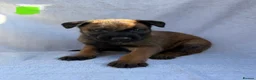 Belgian Shepherd Dog dogs for sale: Belgian Malinois puppies  - Advert 8