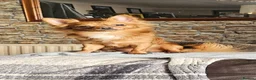 Chihuahua dogs for sale: Chihuahua puppies  in Willenhall - Advert 8