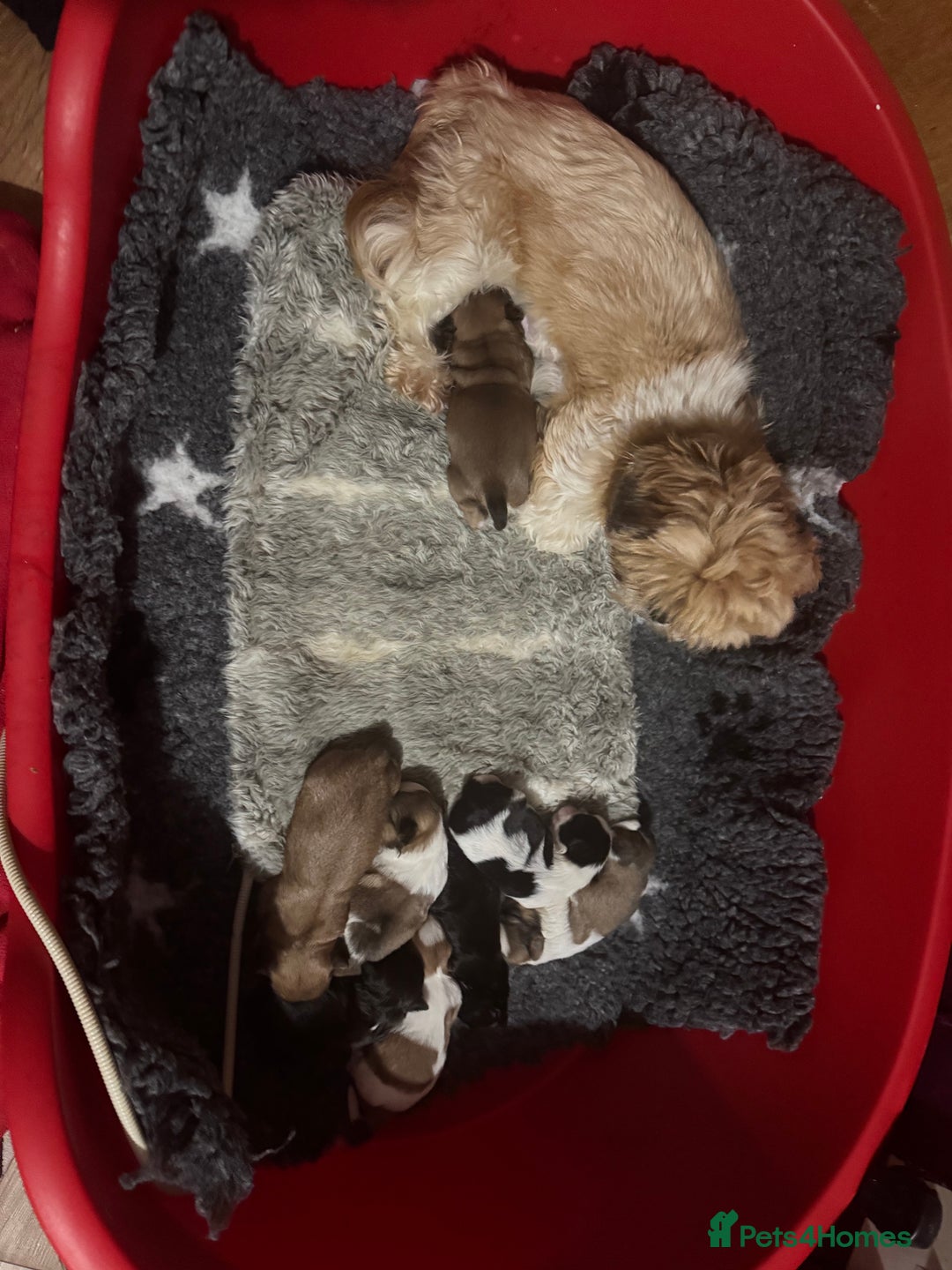 Shih Tzu dogs for sale: Kc Shih tzu  - Image 4