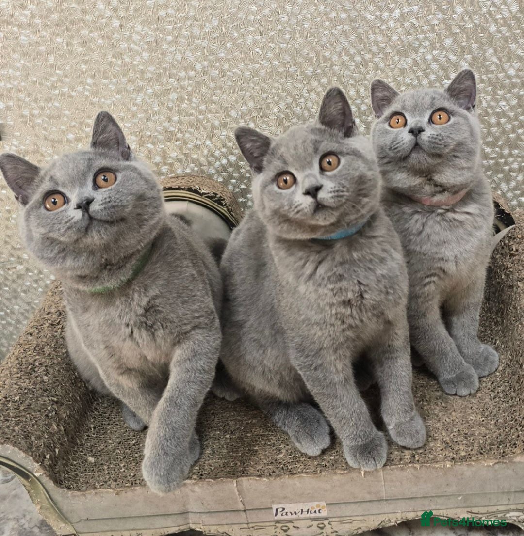 British Shorthair cats Adorable British Short Hair kittens Full Vaccinate - Advert 2