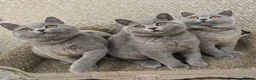 British Shorthair cats for sale: Adorable British Short Hair kittens Full Vaccinate - Advert 1