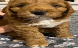 Cockapoo dogs for sale: 2 BOYS LEFT Quality F1 Cockapoos DNA CLEAR PARENTS - Image 17