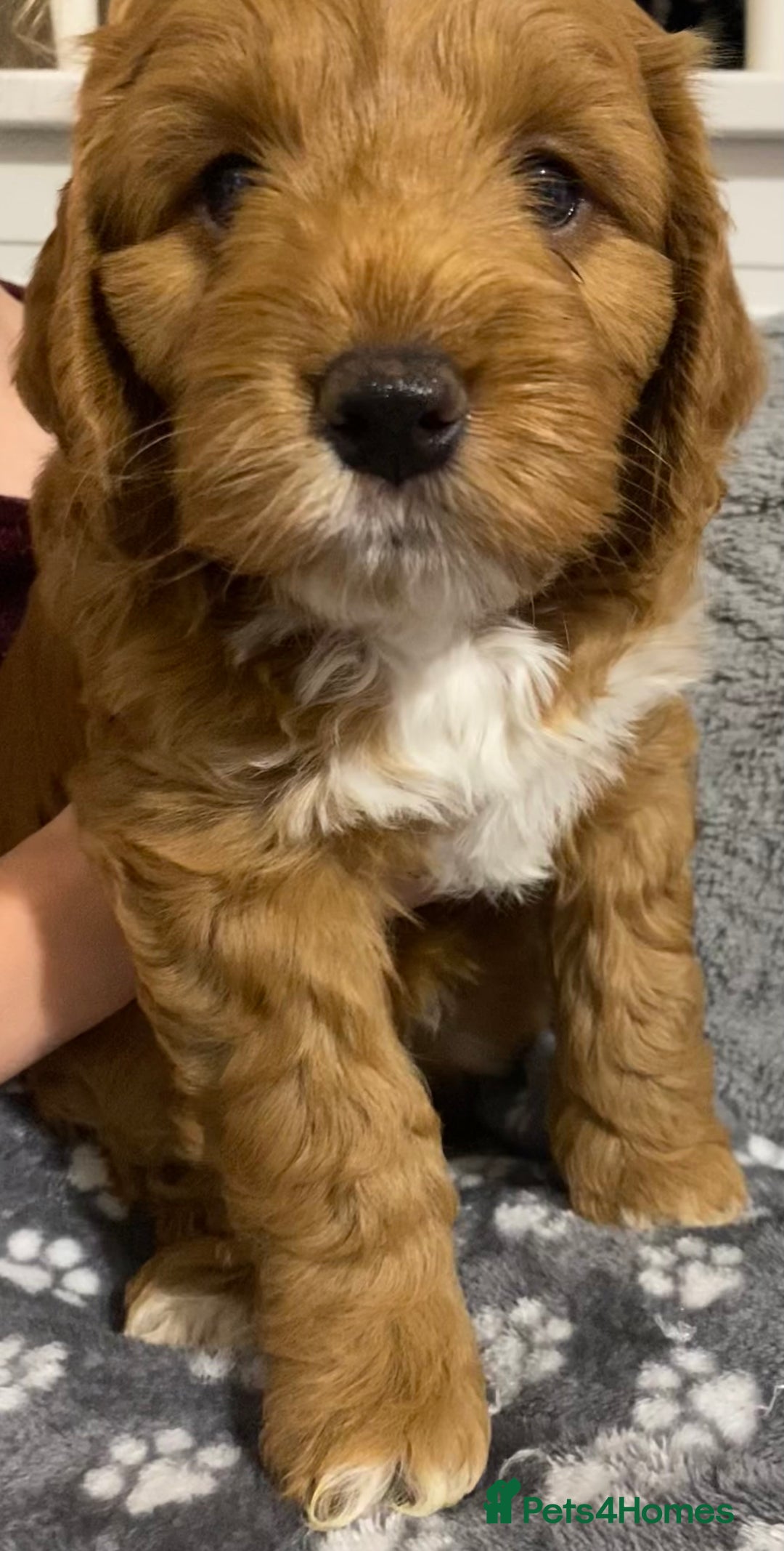 Cockapoo dogs for sale: 2 BOYS LEFT Quality F1 Cockapoos DNA CLEAR PARENTS - Image 17