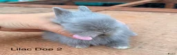 Lionhead rabbits for sale: Pure Bred Double Mane Lionhead Bunnies  in Nuneaton - Advert 6
