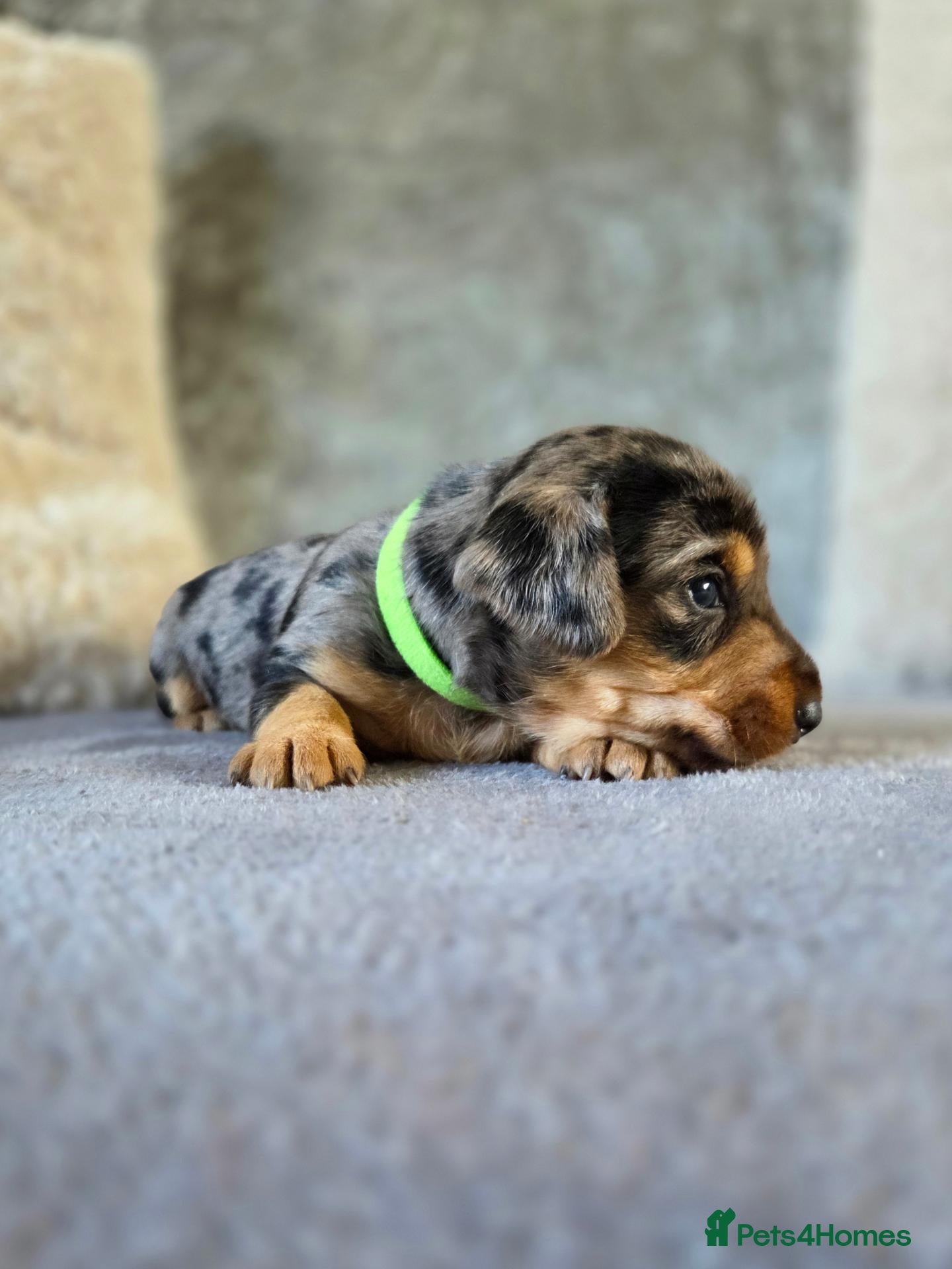 Mixed Breed dogs 7 Stunning Dorkie Puppies - Advert 1