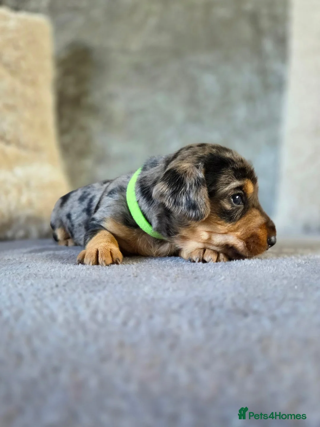 Mixed Breed dogs for sale: 7 Stunning Dorkie Puppies - Advert 1
