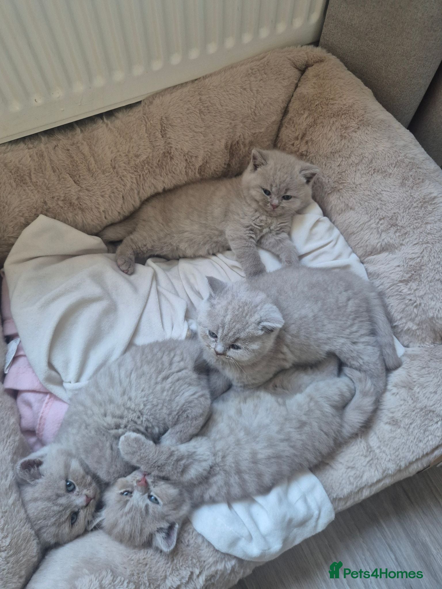 British Shorthair cats British Shorthair kittens - Advert 10