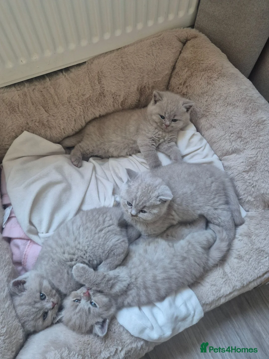 British Shorthair cats for sale: British Shorthair kittens in Newtownards - Advert 1