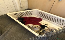 Jackapoo dogs for sale: 6 beautiful jackapoo pups - Image 24