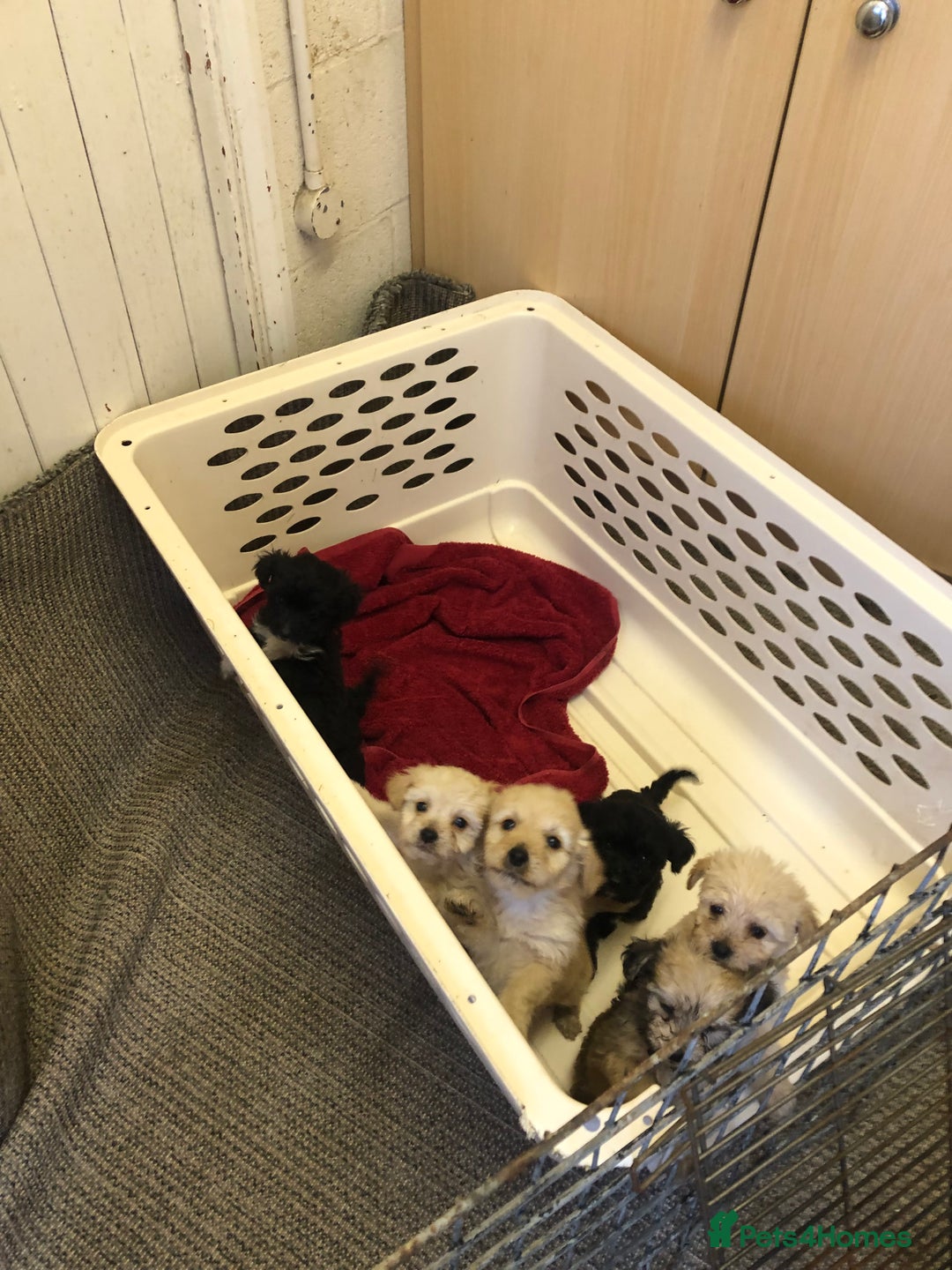 Jackapoo dogs for sale: 6 beautiful jackapoo pups - Image 24