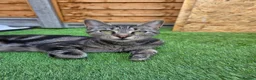 Mixed Breed cats for sale: GORGEOUS MIXED BREED KITTENS - Advert 1