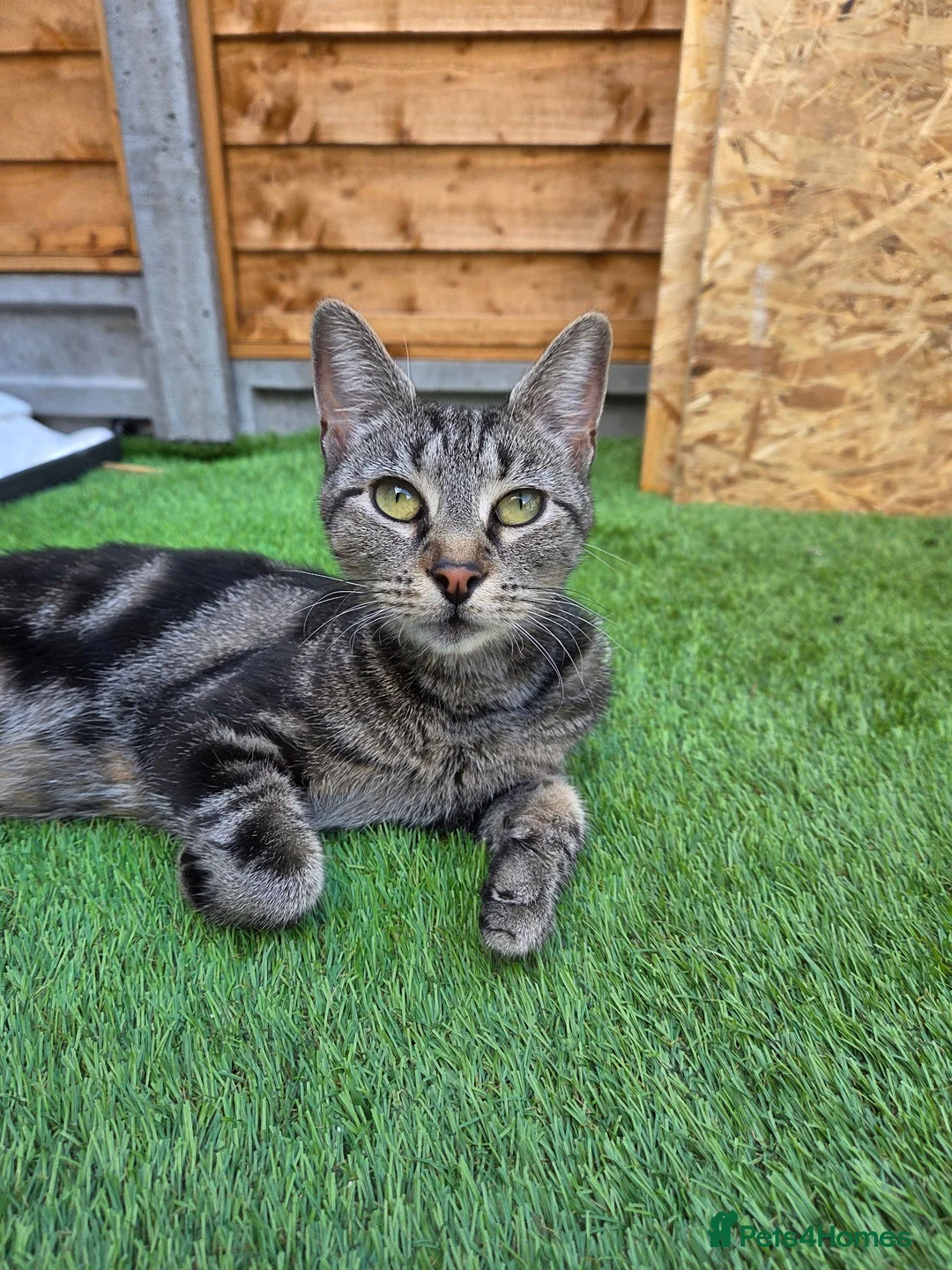 Mixed Breed cats for sale: GORGEOUS MIXED BREED KITTENS - Advert 1