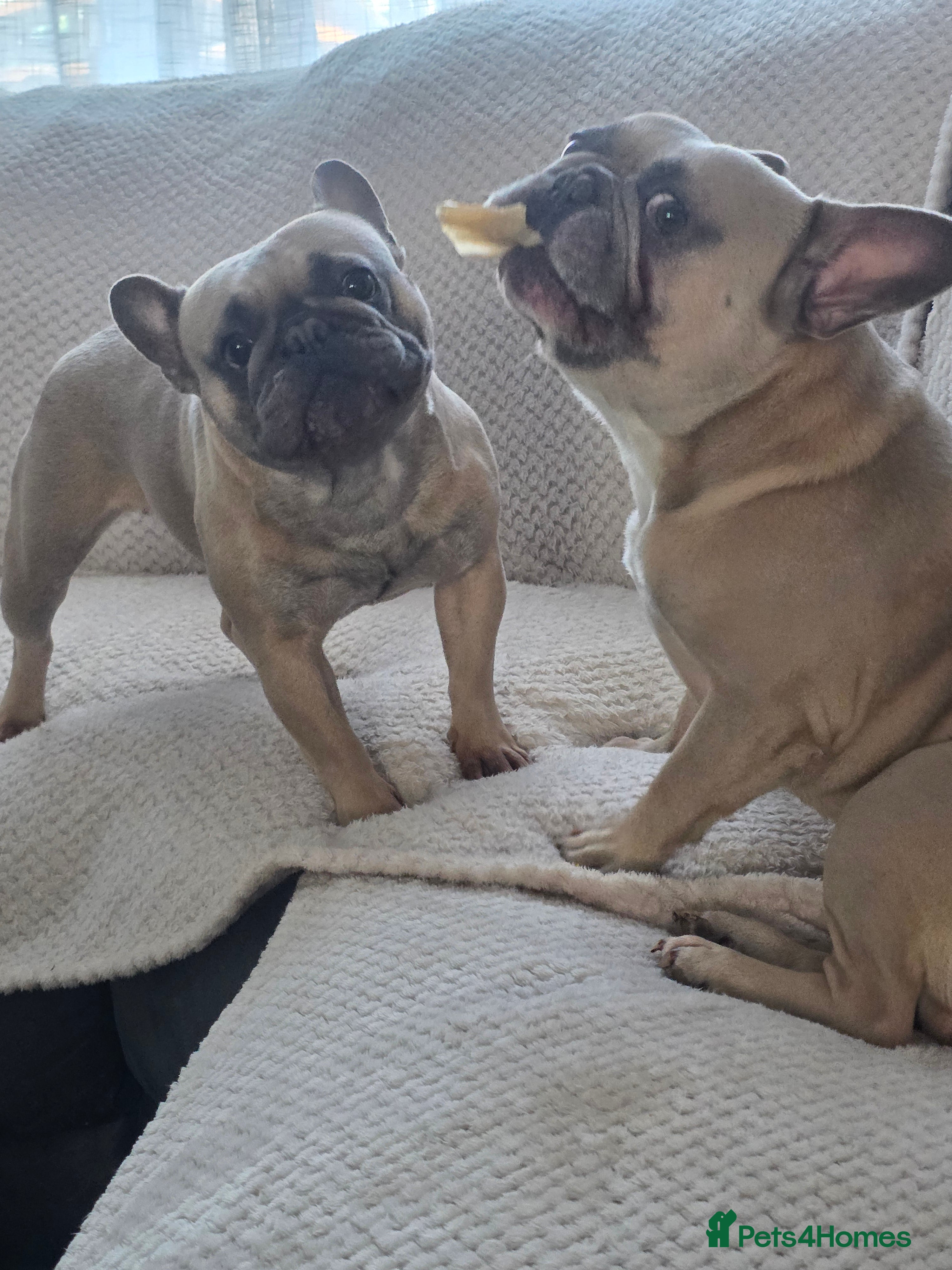 French Bulldog dogs French bulldog puppies  - Advert 10