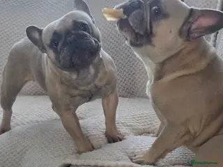 French Bulldog dogs French bulldog puppies - Advert 10
