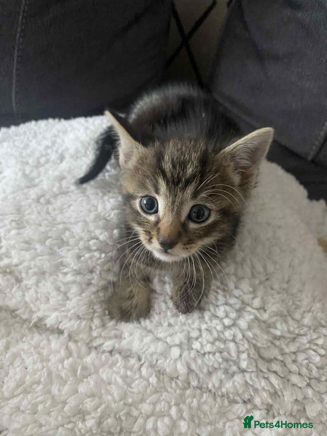 Mixed Breed cats for sale: Kittens for sale  - Image 2