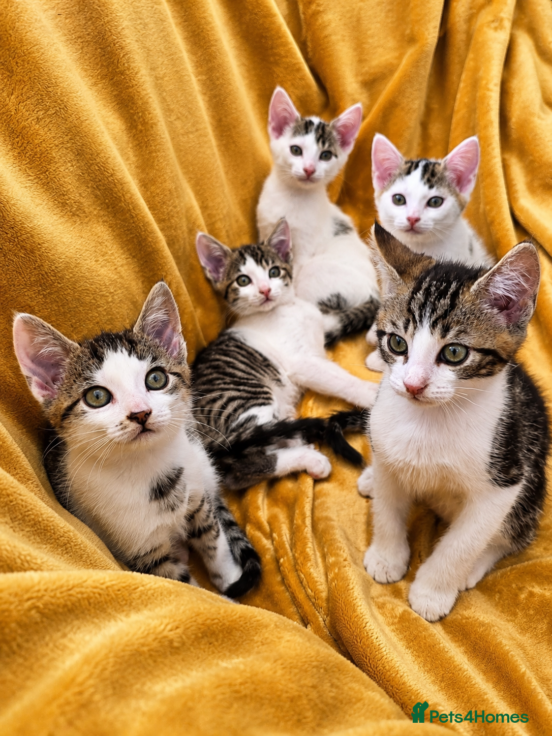 Mixed Breed cats for sale: 5 Beautiful Kittens Who Adore Human Company - Advert 1