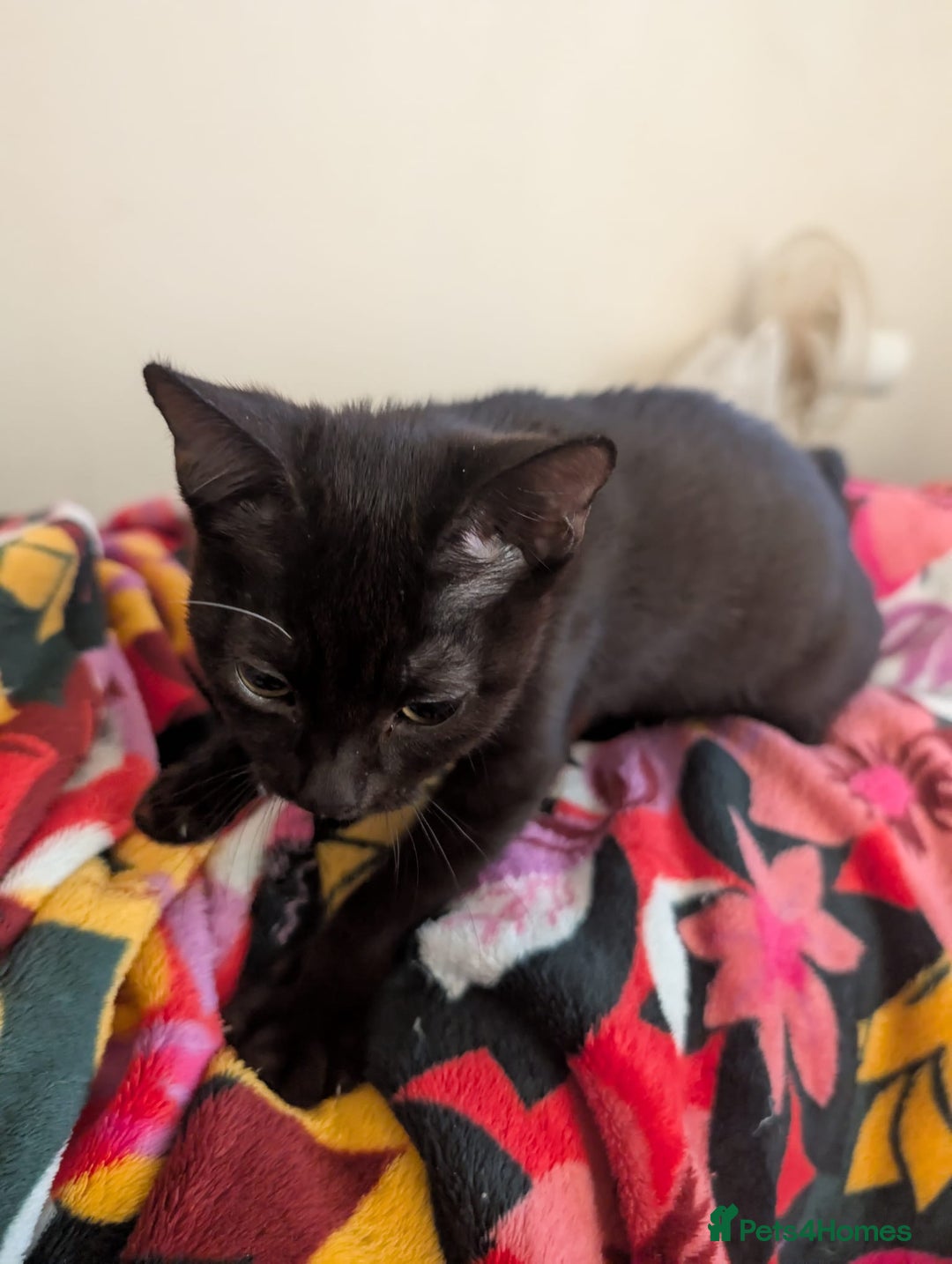 British Shorthair cats for sale: Male and Female Kittens needing forever home  - Image 2
