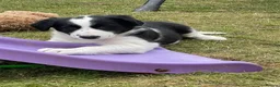 Border Collie dogs for sale: Absolutely Gorgeous Black&White Border Collie Pups - Advert 17