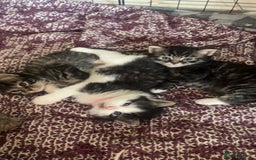 Mixed Breed cats for sale: 9 gorgeous kittens - Image 17