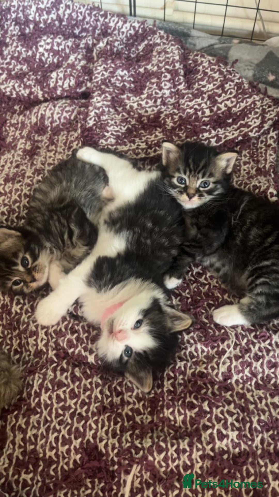 Mixed Breed cats for sale: 9 gorgeous kittens - Image 17