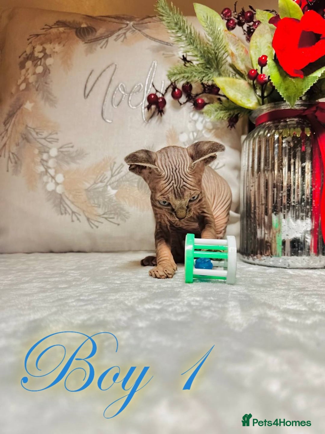 Sphynx cats for sale: Stunning Pedigree Sphynx Kittens - Advert 20