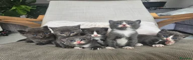 Russian Blue 5