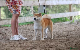 Japanese Shiba Inu dogs for stud: Champion bloodline health tested Japanse Shiba Inu - Image 2