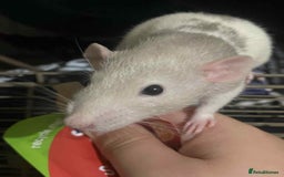 Rat rodents for sale: 4 loving females :) - Advert 3