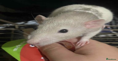 Rat rodents 4 loving females :) - Advert 4