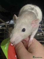 Rat rodents 4 loving females :) - Advert 3