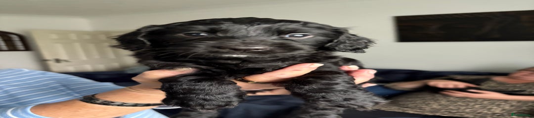 Cockapoo Puppy 7
