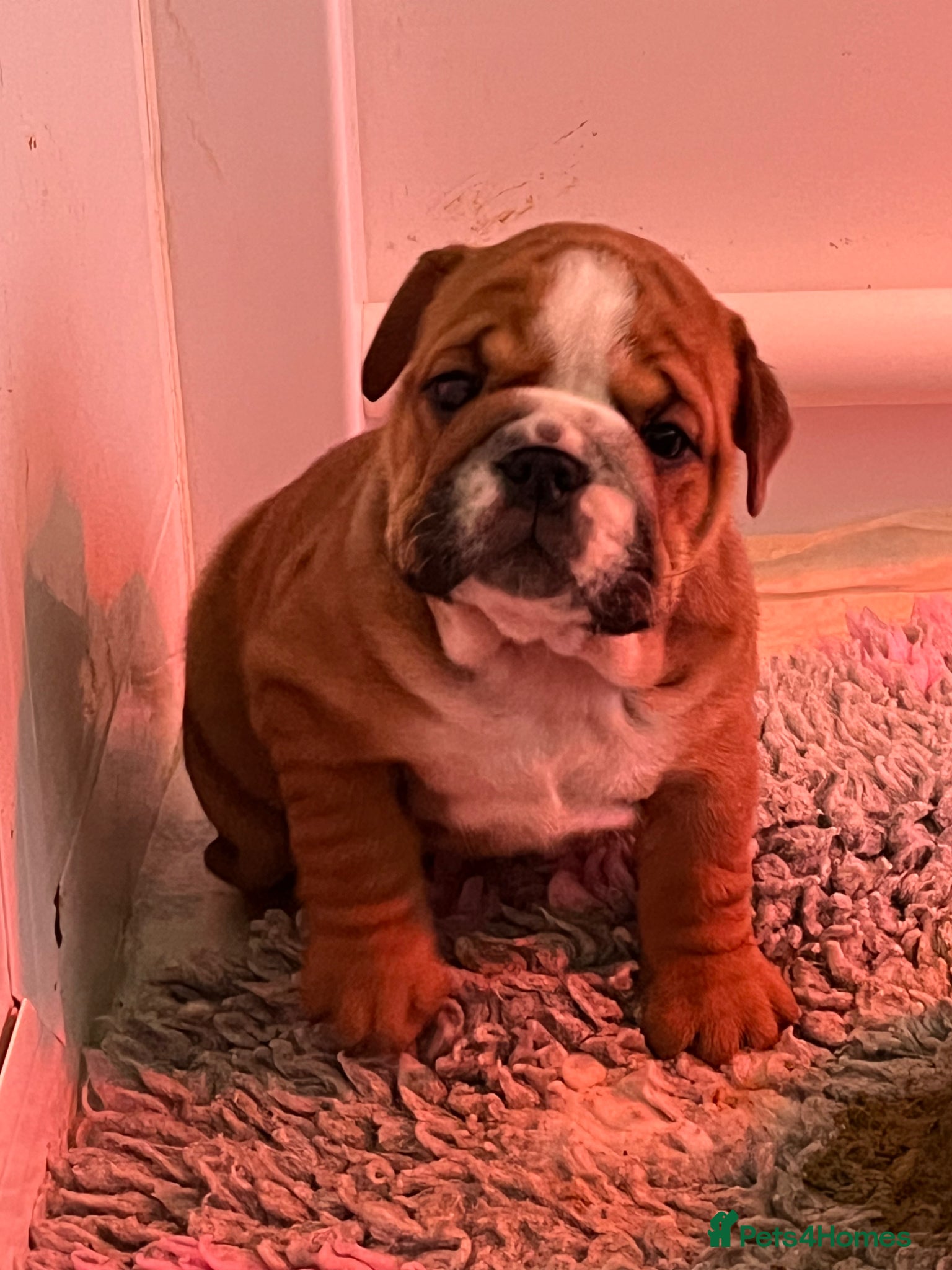 English Bulldog dogs Ready to leave in 2weeks - Advert 1