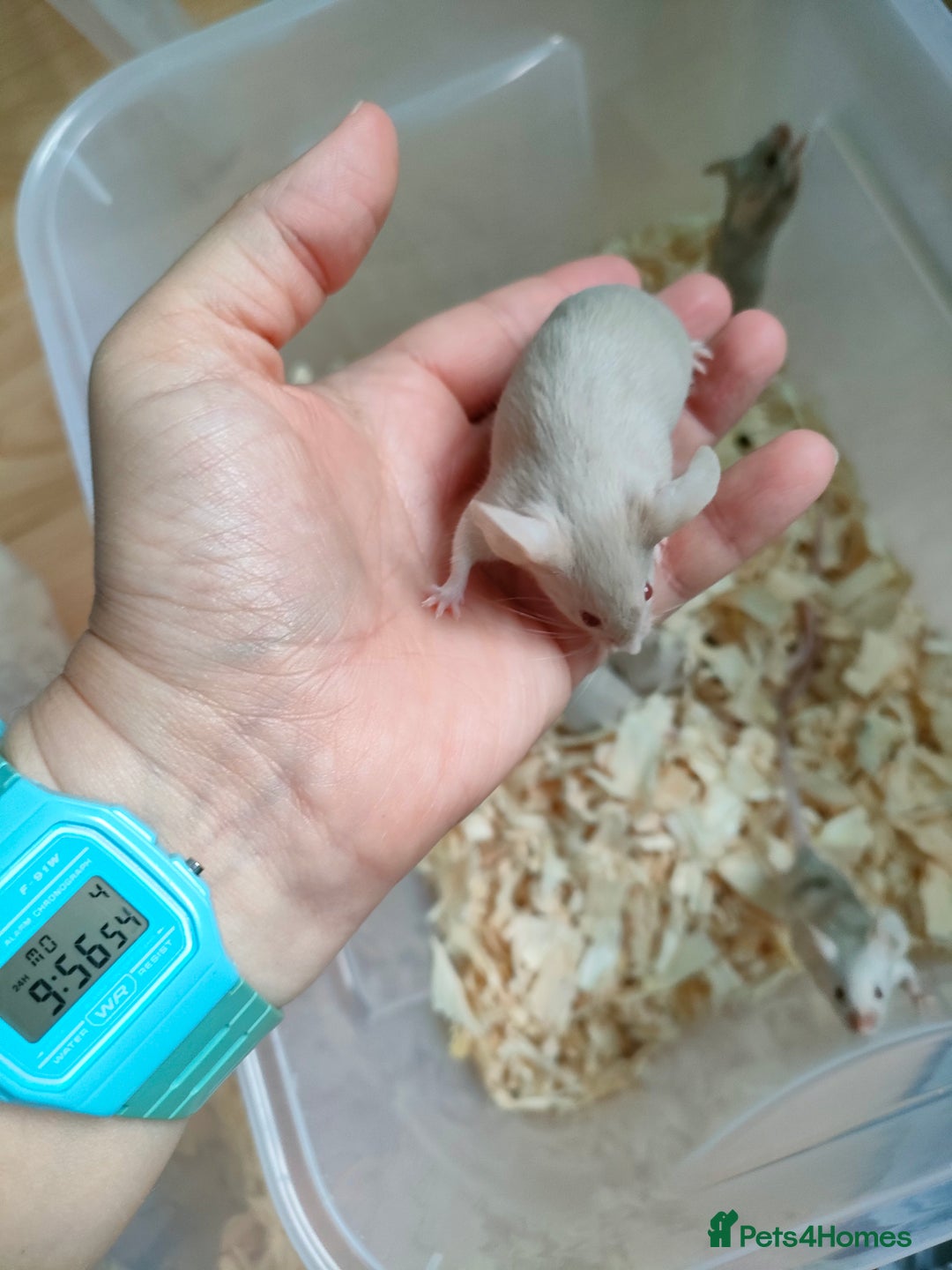 Mouse rodents for sale: Pretty fancy mice in Bridgwater - Image 4
