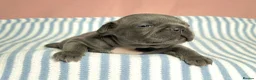 French Bulldog dogs for sale: 6 Adorable French Bulldog puppies - Advert 29