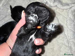 Miniature Schnauzer dogs ❤️🐾LAST BOY REMAINING🐾❤️ - Advert 3